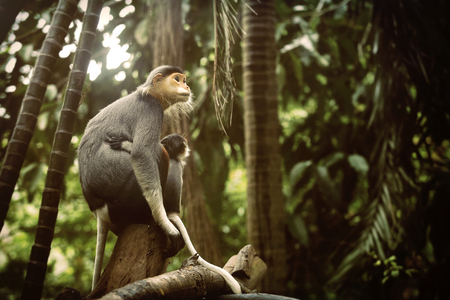Red-shanked douc (Pygathrix nemaeus) mum and baby are sitting on the timber in the jungleの写真素材