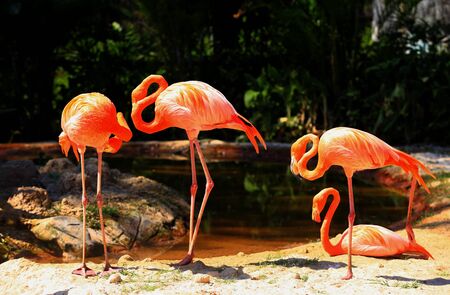 A Group of Red Greater Famingos (Phoenicopterus ruber) Standing on the waterfront.Flamingo is typical species for many countriesの写真素材