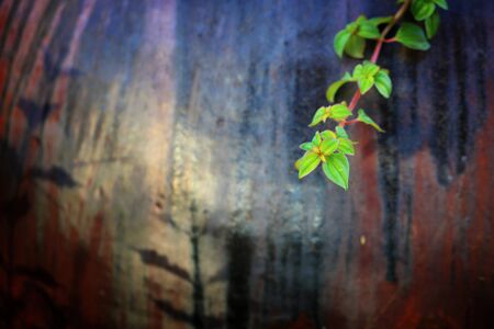 Fresh green leaf on the side of the flowerpot in the morningの写真素材