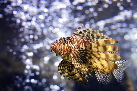 Beautiful lion fish (or turkey fish) swimming in front of air bubbleの写真素材