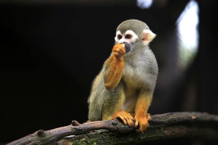 Squirrel monkey, (genus Saimiri)  on the timber looking for somethingの写真素材