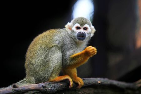 Squirrel monkey, (genus Saimiri)  on the timber looking for somethingの写真素材