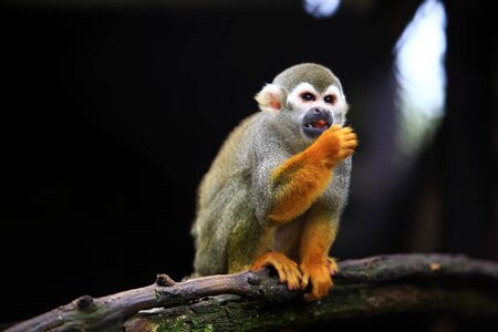 Squirrel monkey, (genus Saimiri) Eating habits on the timberの写真素材