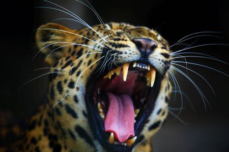 Portrait of Adult Female Leopard is roaring selective focusの写真素材