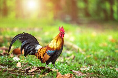 A beautiful male rooster walking in the forest on nature background,Red junglefowl (Gallus gallus)の写真素材