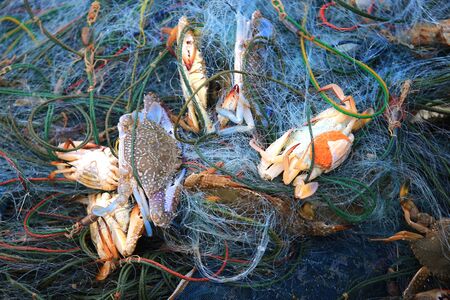 Fishermen catch blue crabs with fishing netの写真素材