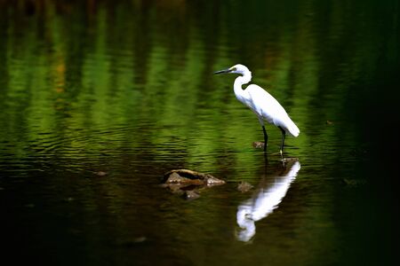 Snowy Egret (Egretta thula) standing in the marsh and look at something in eveningの写真素材
