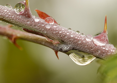 The thorns of a rose with water drops  Image ID: 404182693の写真素材