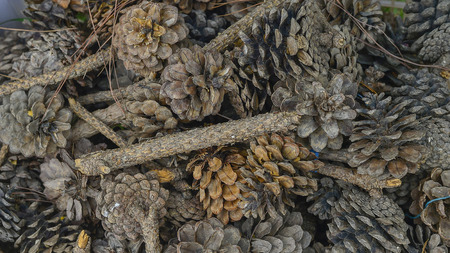 Dry Pine Conesの写真素材