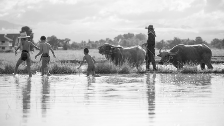 Black and white, Farmer, Children played with buffaloの写真素材