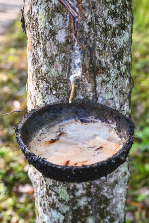 The latex sap from rubber, milk of rubber treeの写真素材
