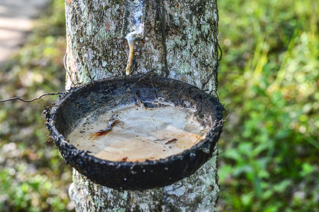 The latex sap from rubber, milk of rubber treeの写真素材