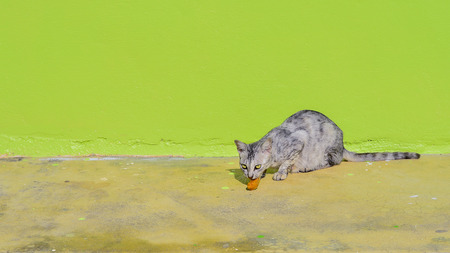 A Cat eating bread, green backgroundの写真素材