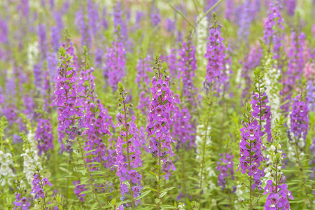 Pink or Violet flowers in meadowの写真素材