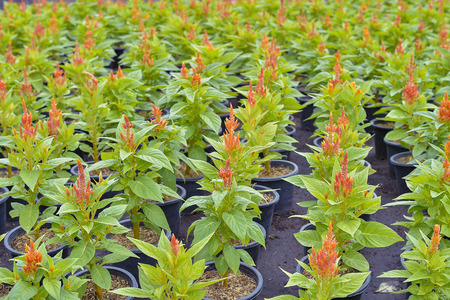 Orange flowers grow in flowerpotの写真素材