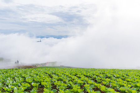 cabbage field with the mistの写真素材