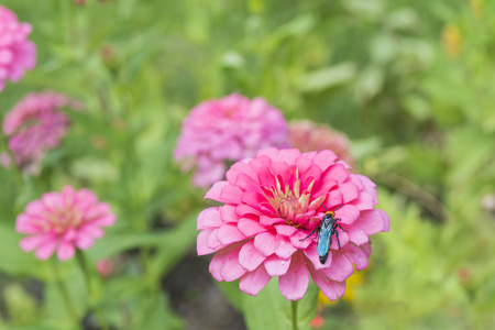 wasp and the flowerの写真素材