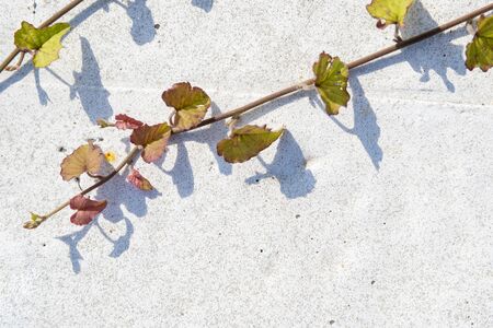 the white asphalt road background with the creeping plantの写真素材