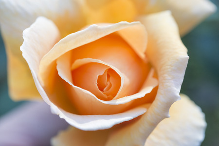 Closeup to the top of the pink rosesの写真素材