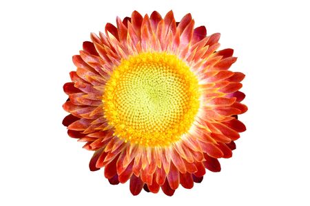 the isolate of the straw flower of everlasting with the white backgroundの写真素材