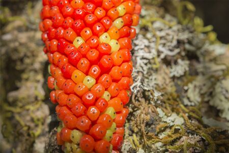 Close-up of the konjack seed