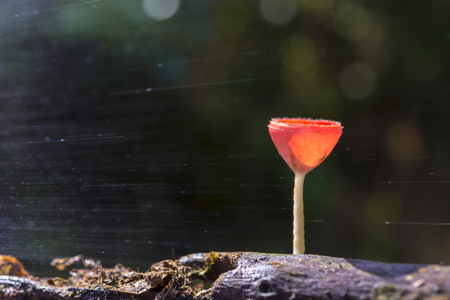 The red cup mushroom with the water splash in the dark background.Red champagne mushroom in dark back background with the vapourの写真素材
