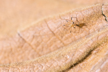 The small spider on the dry leafの写真素材