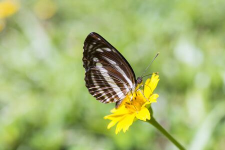the brown butterfly on the yellow flower for eating the foodの写真素材