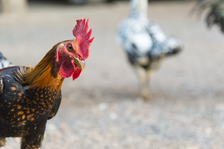 The head of the gamecock or fighting cockの写真素材