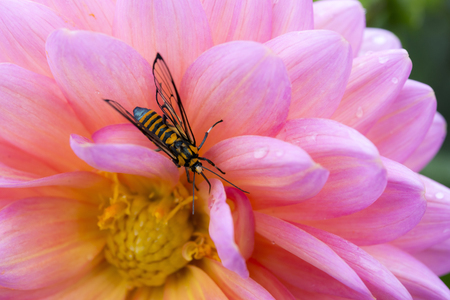 The wasp on the pink flower.The insect with the flower natureの写真素材