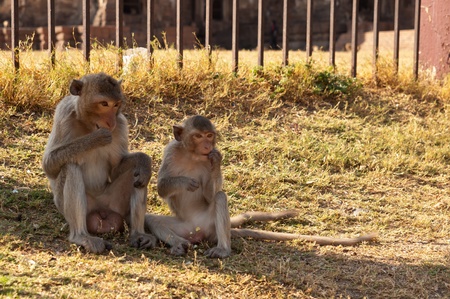 Two monkeys の写真素材