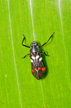 Insectの写真素材