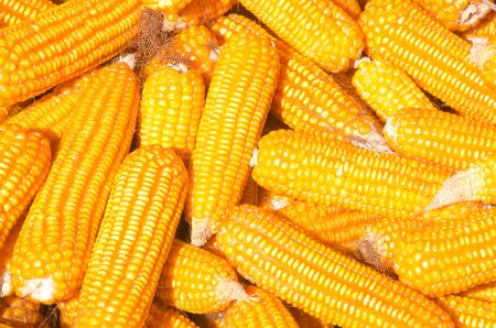 Many corn 