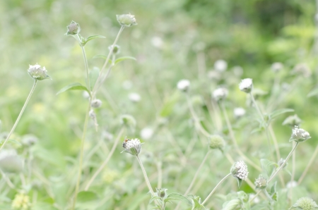 wild flowers in thailand の写真素材
