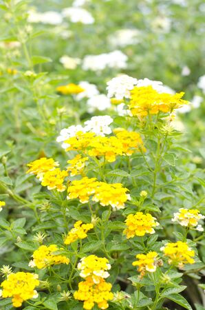 wild flowers in thailand の写真素材