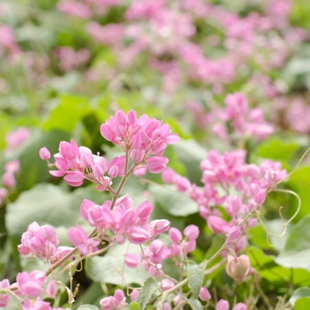 wild flowers in thailand の写真素材
