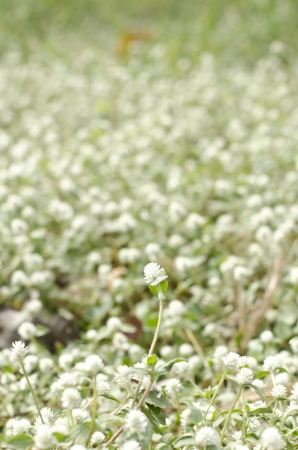 wild flowers in thailand の写真素材