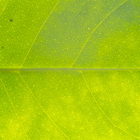 The leaf close up  Abstract background の写真素材