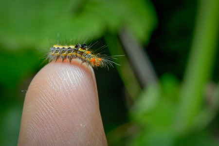 Background beautiful worm on the finger.の写真素材