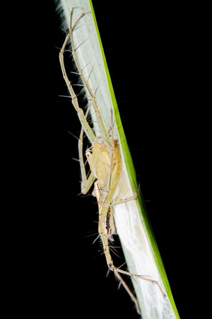 Spiders and eggs case on the grass on a black background.の写真素材