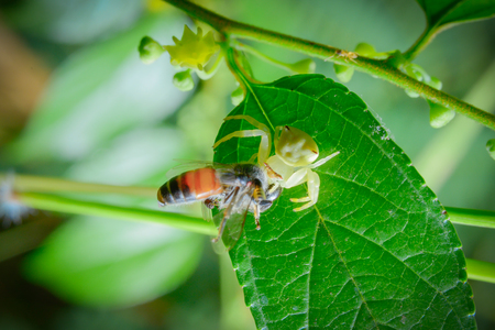 Bees, spiders prey.の写真素材