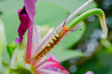 beautiful Worms macro on Flowers.の写真素材
