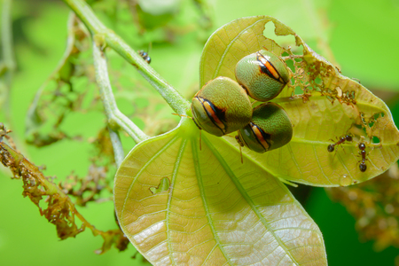 Background beautiful beetle family.の写真素材