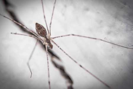 Spiders close up for Halloween.の写真素材