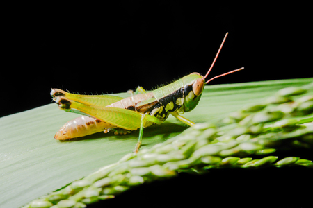 Grasshopper on a black background.の写真素材