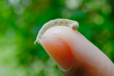 Background beautiful worm on the finger.の写真素材