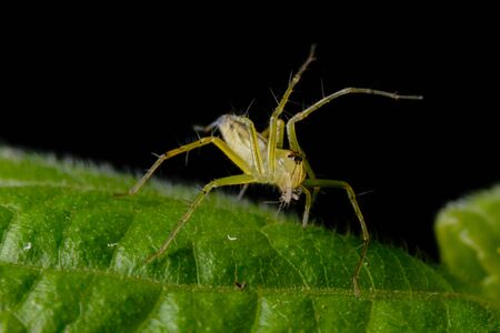 Spider on the grass on a black background.の写真素材