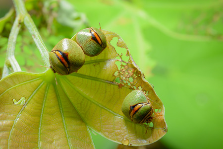 Background beautiful beetle family.の写真素材