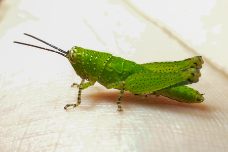 Green Grasshopper on hand.の写真素材