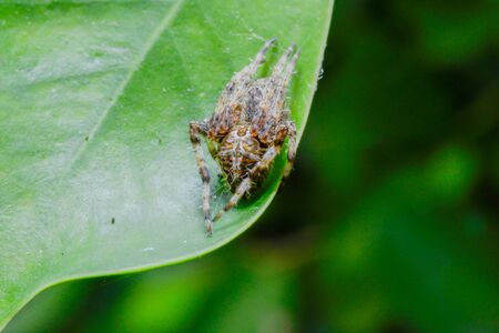 Spider on the grass on a Green background.の写真素材